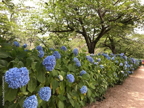 紫陽花　日本　６月