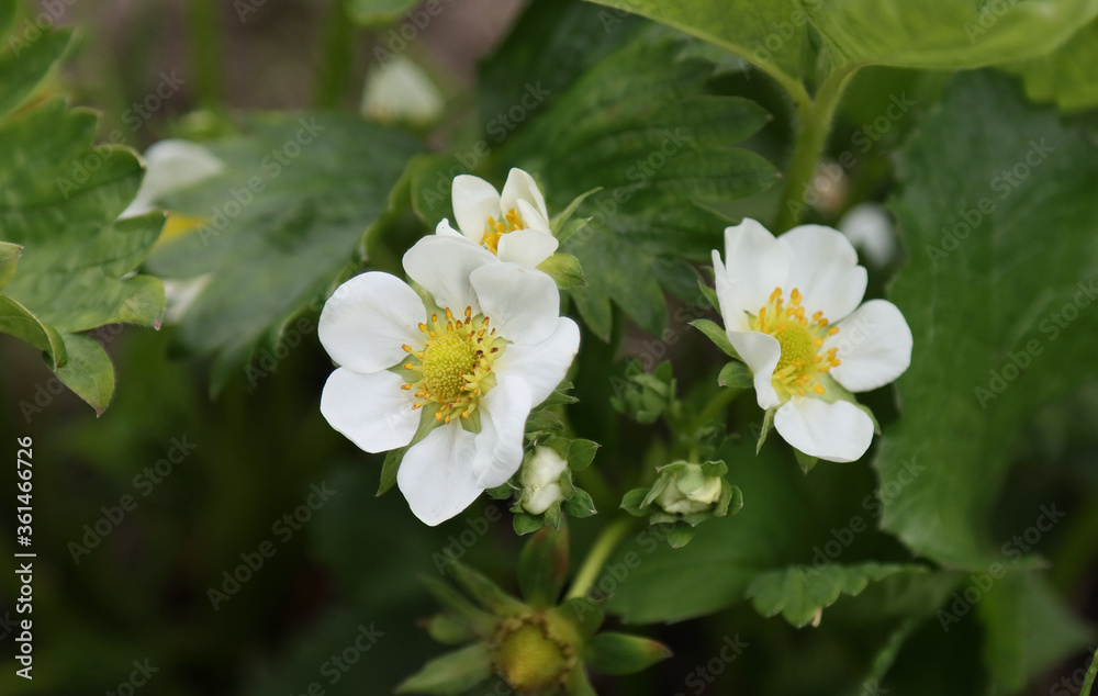 Flowering strawberry plants in the garden. Flowering strawberry plants in the garden.
