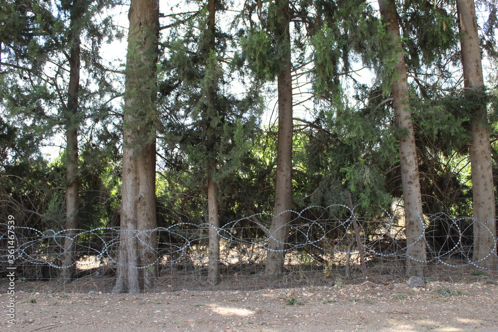 Fototapeta premium prison of nature