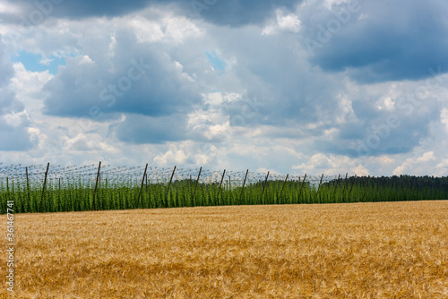 Scenic view over hop plantation and wheat field an cloudy summer day photo