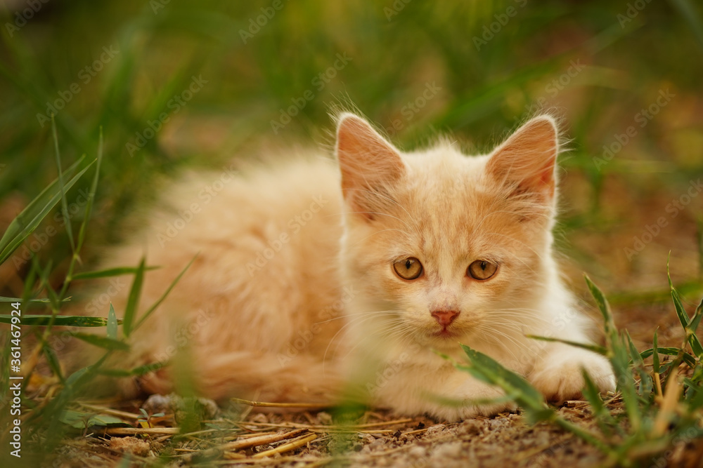 Cute fluffy kitten resting in the garden among green grass.