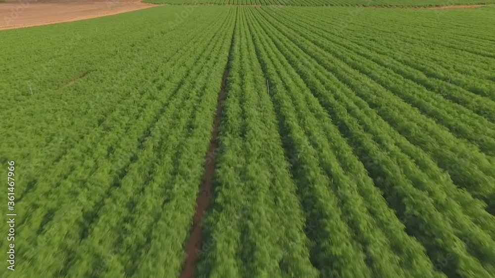 Aerial view on field of cultivated carrot green tops growing in rows Aerial view on field of cultivated carrot green tops growing in rows