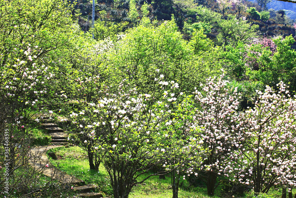 Lotus-flowered Magnolia field,beautiful white with purple flowers blooming in the countryside in spring,Southern Magnolia,Large-flowered Magnolia
Lotus-flowered Magnolia field,beautiful white with purple flowers blooming in the countryside in spring,Southern Magnolia,Large-flowered Magnolia