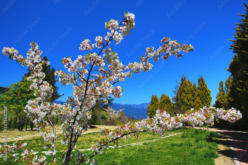 White cherry blossoms flowers with blue sky,beautiful white with red cherry blossoms blooming on the branch with path in spring 

