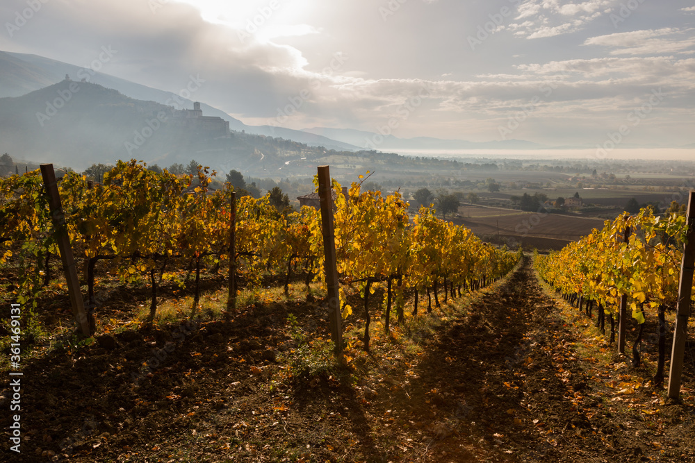 Naklejka premium Beautiful perspectic view of a vineyard in the morning, with Assisi town (Umbria, Italy) in the background
