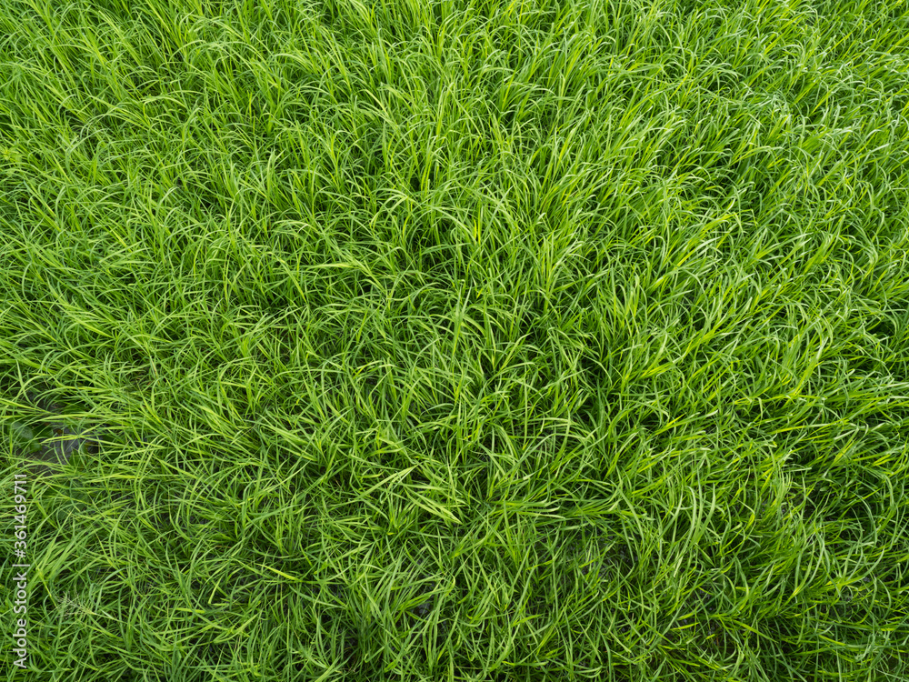 Fototapeta premium green grass growth and fresh