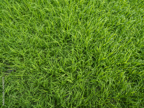 green grass growth and fresh