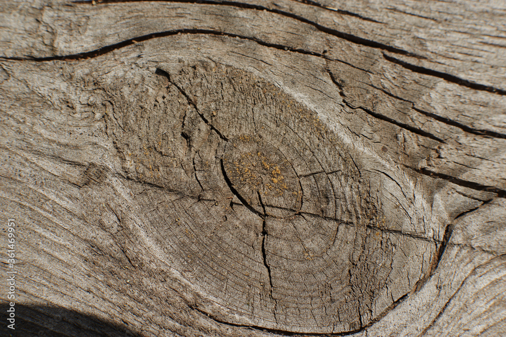 Fototapeta premium wood texture. Abstract wood texture background.