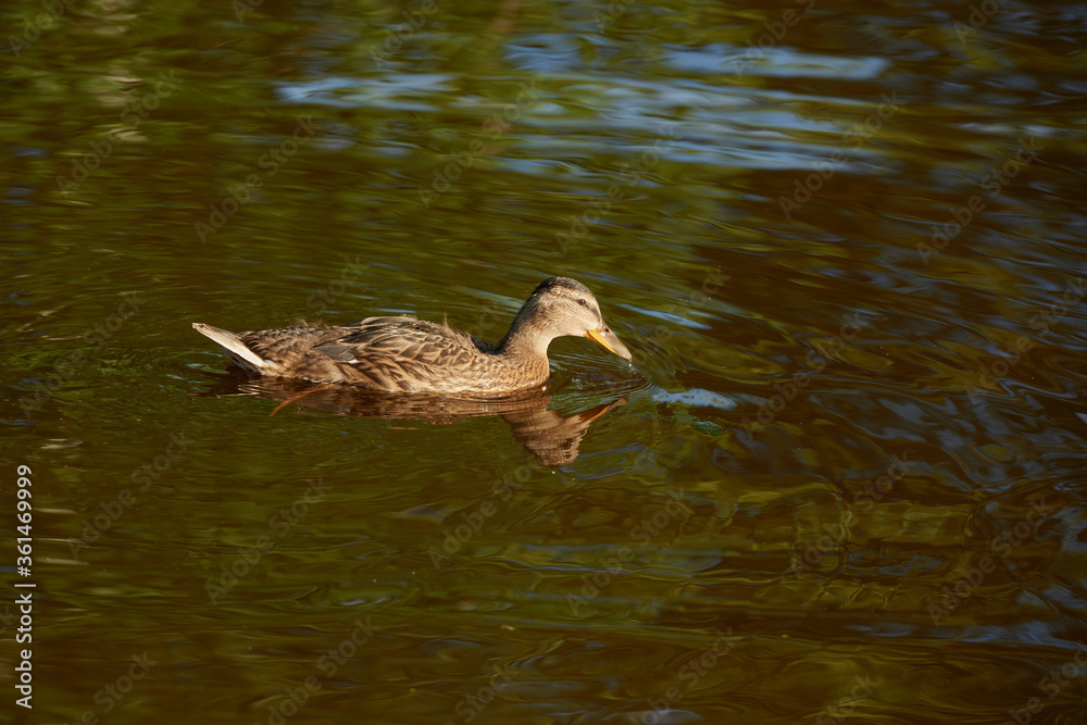 Duck on water scene. Duck water. Duck swim. Ducks swimming water Duck on water scene. Duck water. Duck swim. Ducks swimming water
