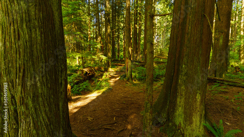 natural forest walk in BC city park - summer