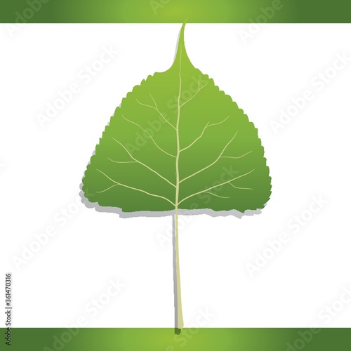 Eastern cottonwood leaf