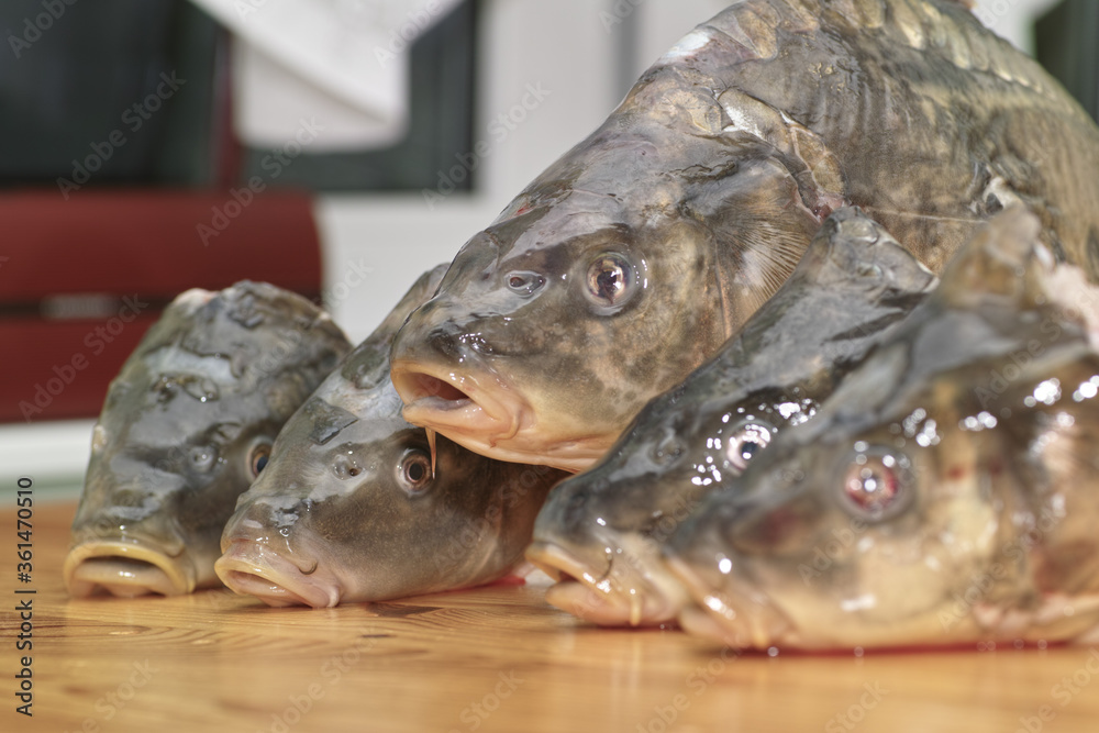Fish carp. Fish carp.