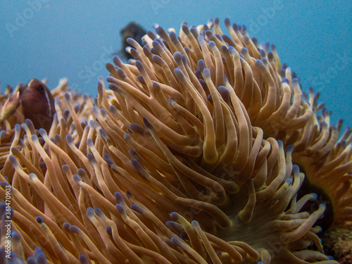 The coral reef area at Tioman island, Malaysia photo