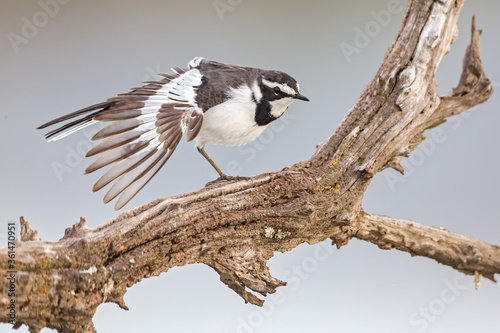 Cape Wagtail.