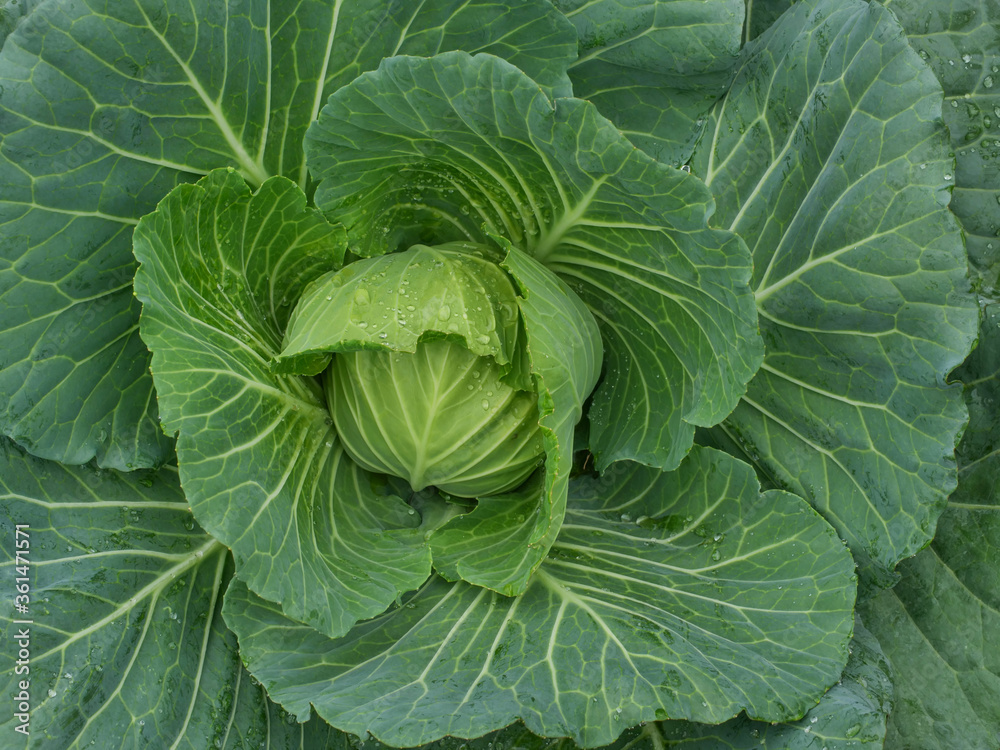 Green cabbage with dew drop in organic farm / closeup texture of healthy food ingrediant Green cabbage with dew drop in organic farm / closeup texture of healthy food ingrediant