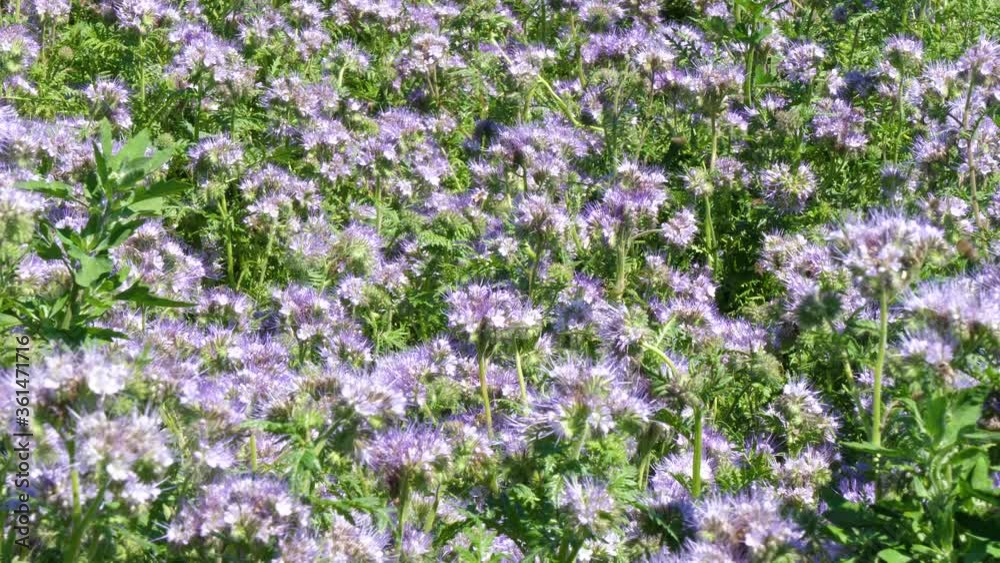 Lots of pollinating bees looking for nectar in purple flowers. Lots of pollinating bees looking for nectar in purple flowers.