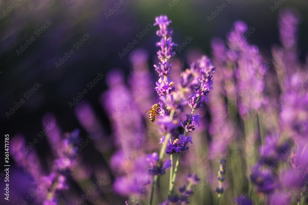 Fototapeta premium A bee collects honey over a lavender flower. Close-up image of violet lavender flowers in a field on a Sunny day, on a blurry background with a copy of space Selective and soft focus.