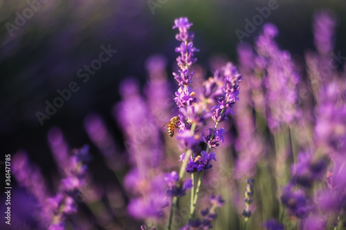 A bee collects honey over a lavender flower. Close-up image of violet lavender flowers in a field on a Sunny day  on a blurry background with a copy of space Selective and soft focus.