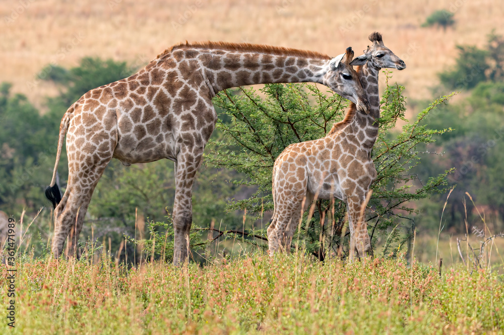 Giraffe Giraffe