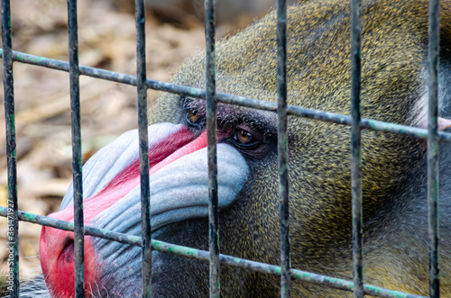 Mandril enjaulado photo