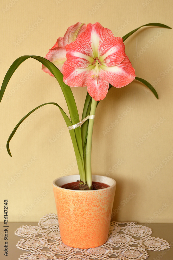 pink blooming amaryllis with white stripes in the flowerpot