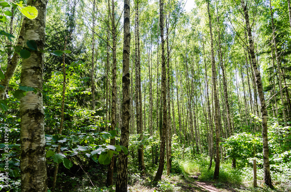 Through a bright green birch tree forest Through a bright green birch tree forest