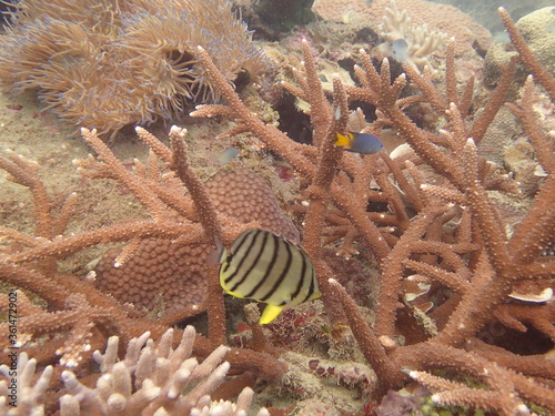 Fototapeta Naklejka Na Ścianę i Meble -  The coral reef area at Tioman island, Malaysia