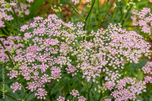 Close up PIMPINELLA major 'Rosea', pink greater burnet saxifrage, flowers with blurred green background. © Steve