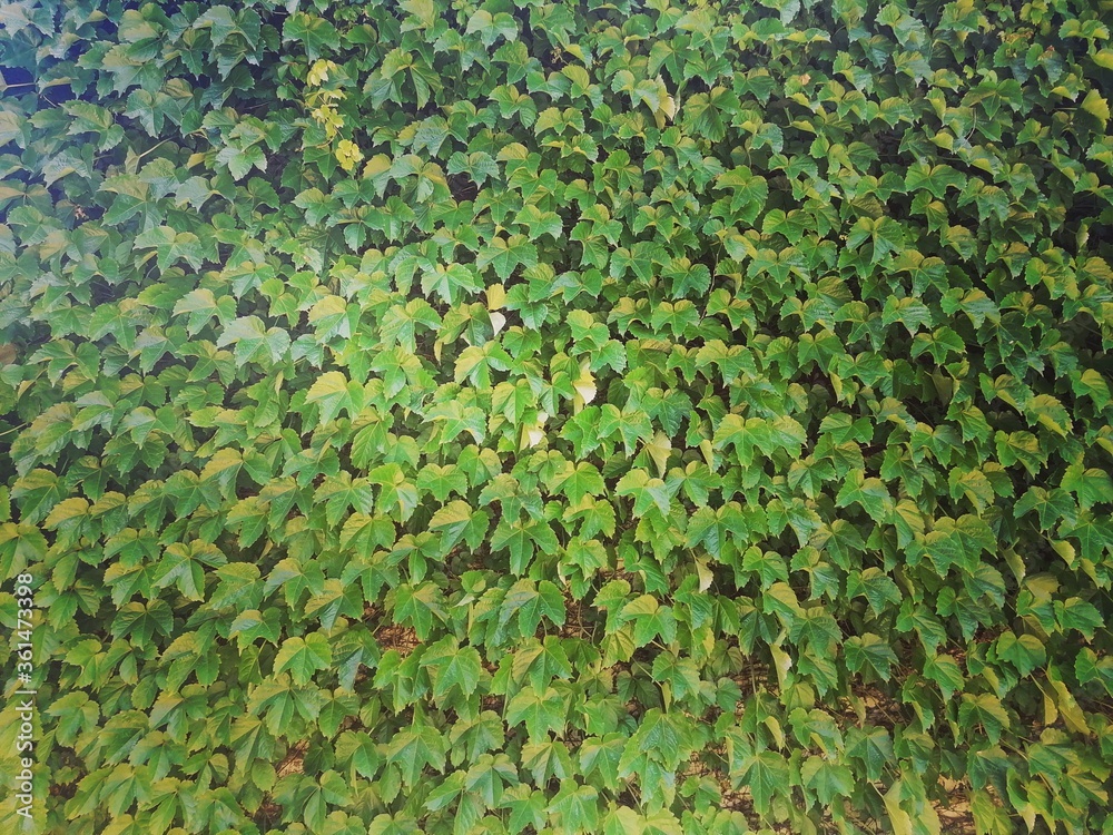 ivy green leaves background