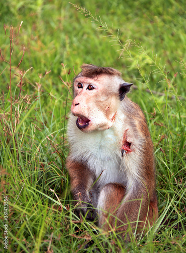 Wounded male macaque after a fight with an opponent; concept of survival in nature