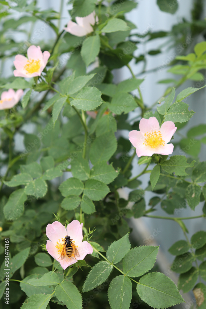 Naklejka premium dogrose