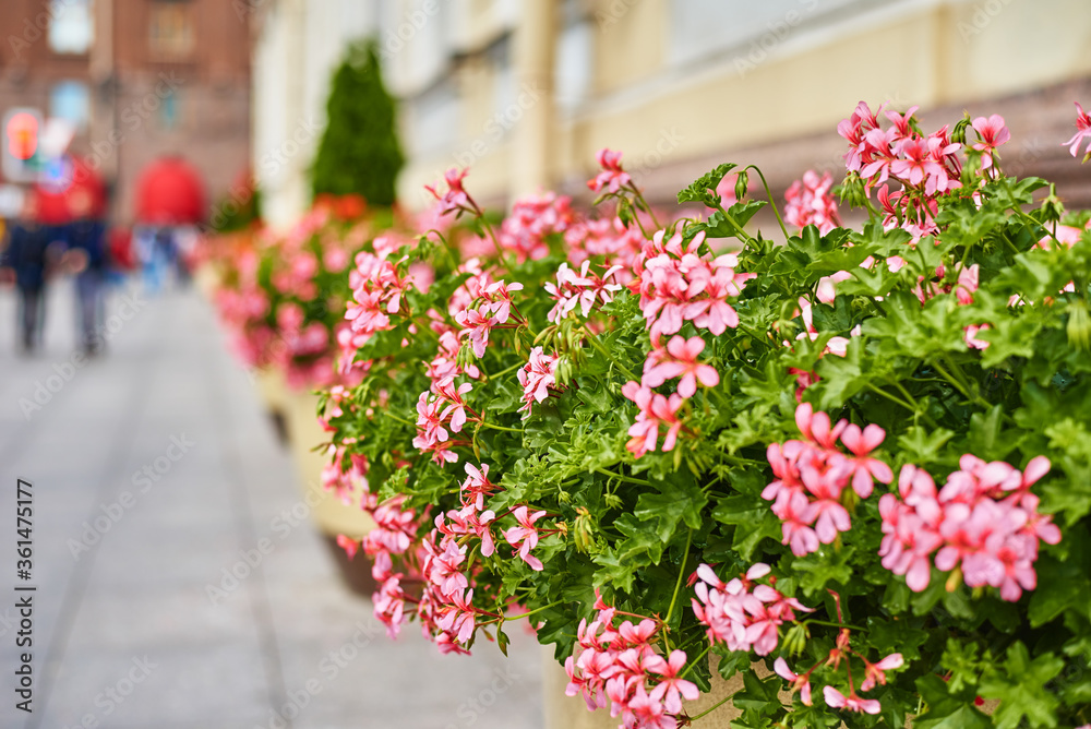 Blooming flowers in the city. Beautiful street decorations
