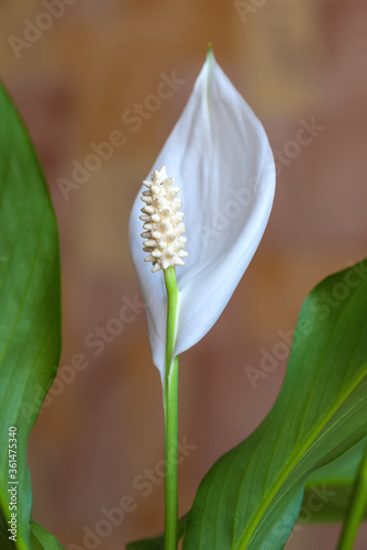 Macro photo of the decorative flower of the Wallis Wallis.