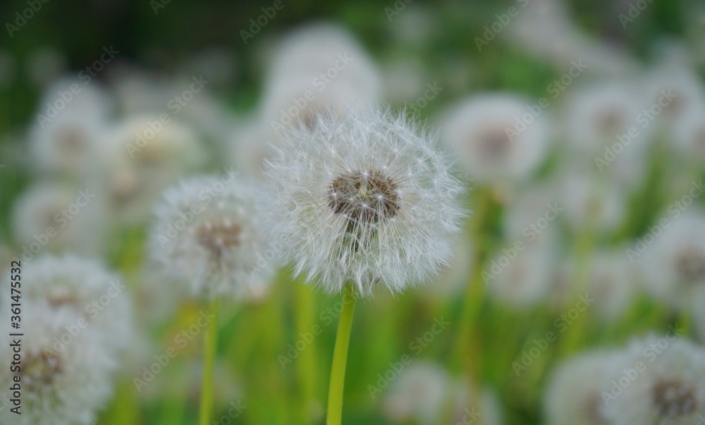 Meadow of beautiful and delicate dandelions seed head in green grass close up. Meadow of beautiful and delicate dandelions seed head in green grass close up.