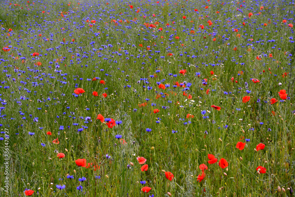 Fototapeta premium Polne Kwiaty 4
