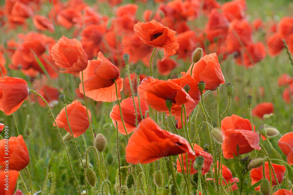 Fototapeta premium Polne Maki 3