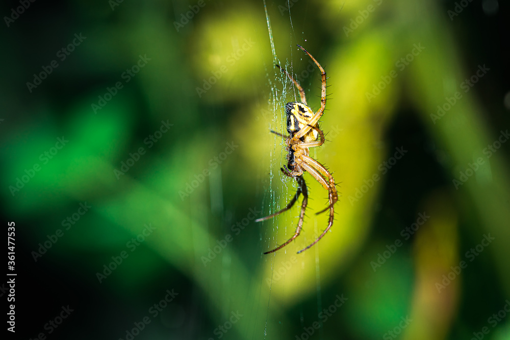 european garden spider, Neoscona adianta, on its orb web waiting for a prey, lateral view with green background european garden spider, Neoscona adianta, on its orb web waiting for a prey, lateral view with green background