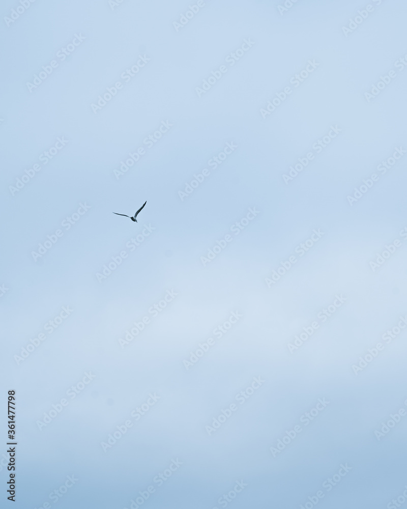 Obraz premium Ostsee Germany Deutschland Baltic Sea Ocean Beach Seagull