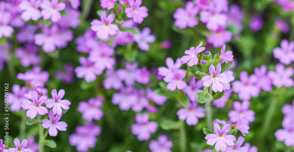 Small purple Erinus alpinus flowers near stone wall. Floral background. Small purple Erinus alpinus flowers near stone wall. Floral background.