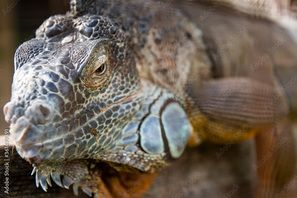 Obraz premium Big beautiful iguana lizard up close