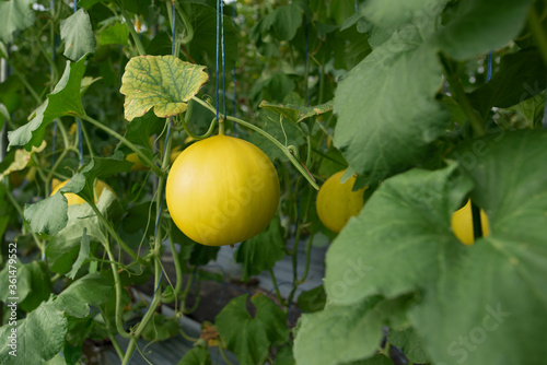 yellow honeydew melons hanging on tree in field