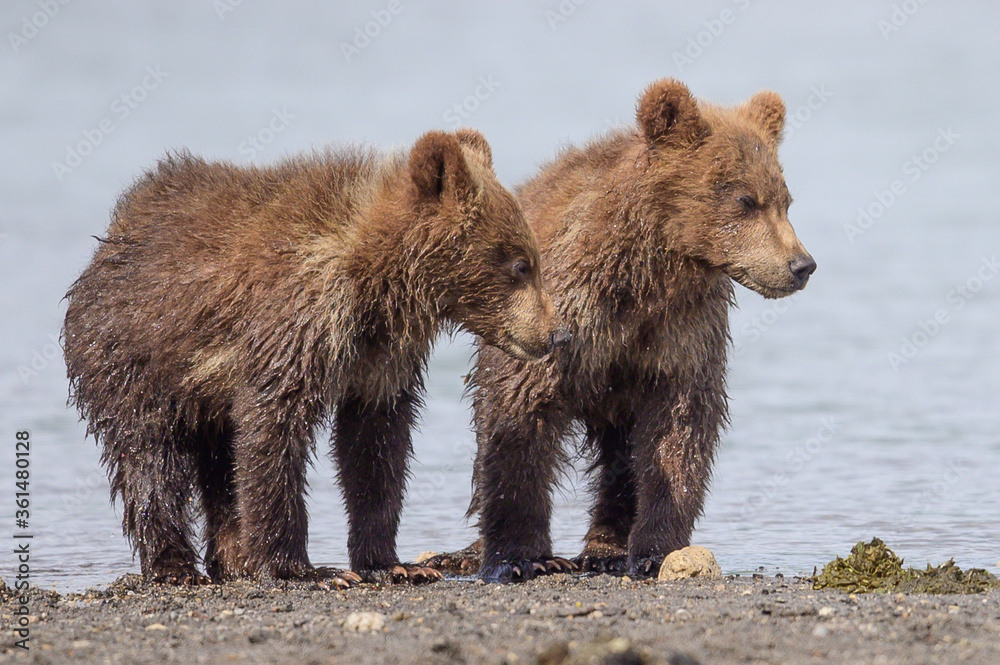 Fototapeta premium Ruling the landscape, brown bears of Kamchatka (Ursus arctos beringianus)