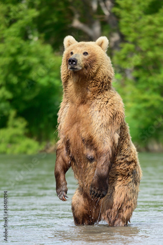 Rządząc krajobrazem, niedźwiedzie brunatne Kamczatki (Ursus arctos beringianus)