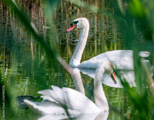 Two white swans swimming on a lake. Swans floating on the water in Vacaresti Park Nature Reserve, located in Bucharest - Romania.