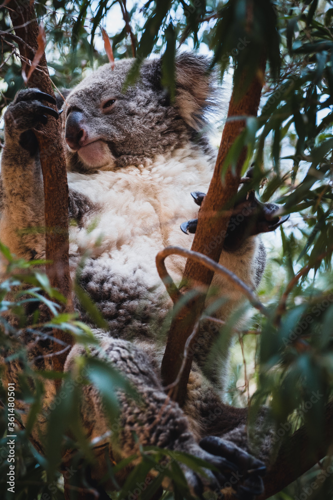 Obraz premium Sleepy Koala