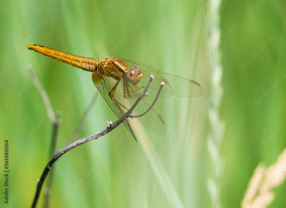 The black-tailed skimmer (Orthetrum cancellatum) dragonfly on a blade of grass. The black-tailed skimmer (Orthetrum cancellatum) dragonfly on a blade of grass.