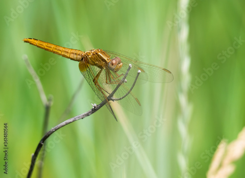 The black-tailed skimmer (Orthetrum cancellatum) dragonfly on a blade of grass.