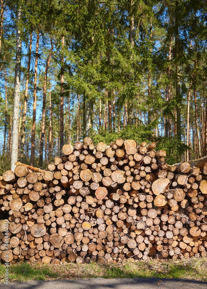 Pile of wood in a forest.