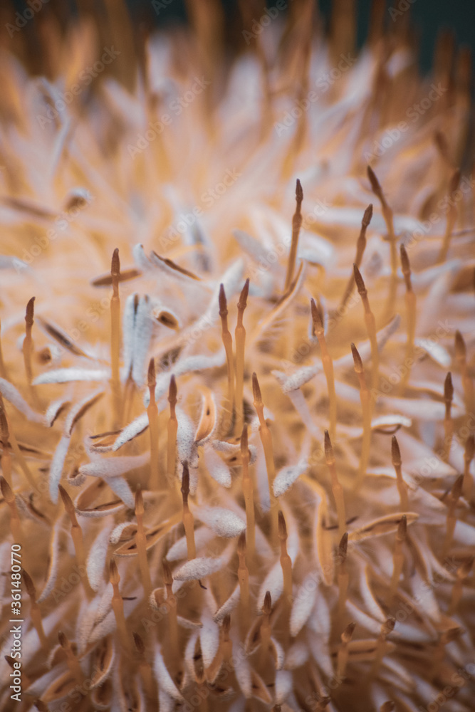close up of dry grass close up of dry grass