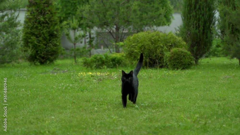 A fluffy black cat running on grass